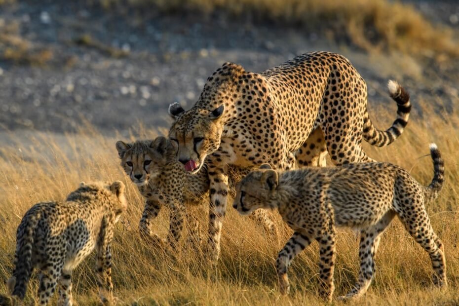 Photo Escalation Management