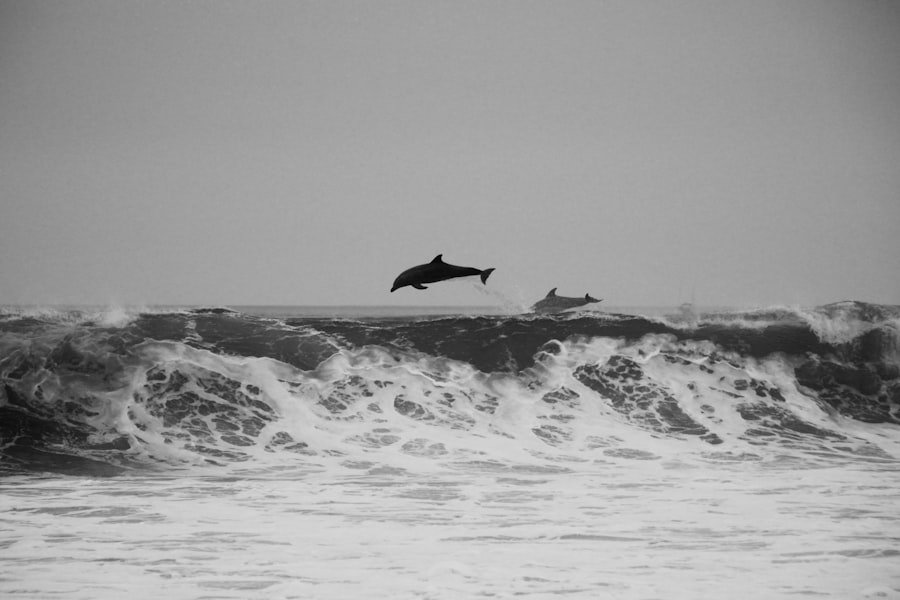 Black and White