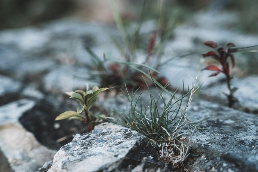 Photo resilience