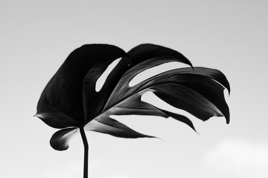 Photo Black and White